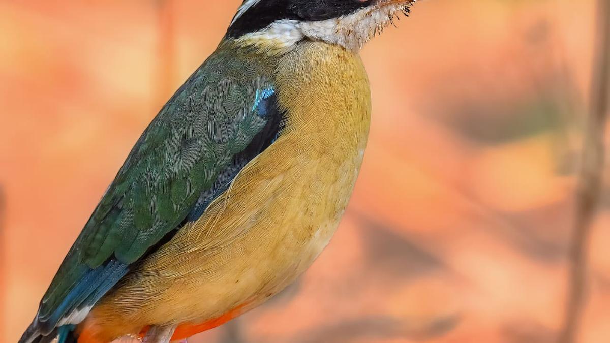 Two migrant birds which did not leave Telangana captivates birding community